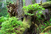 Rainforest